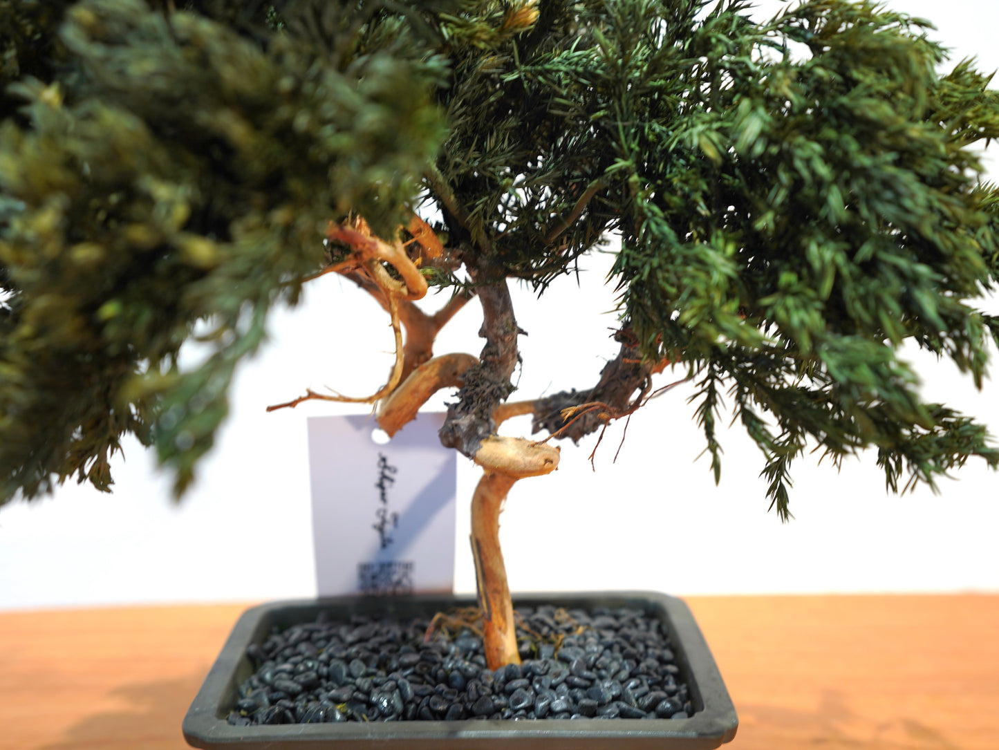 SOLD OUT Lab-0005 Nuit etoilee(ニュイテトワレ)