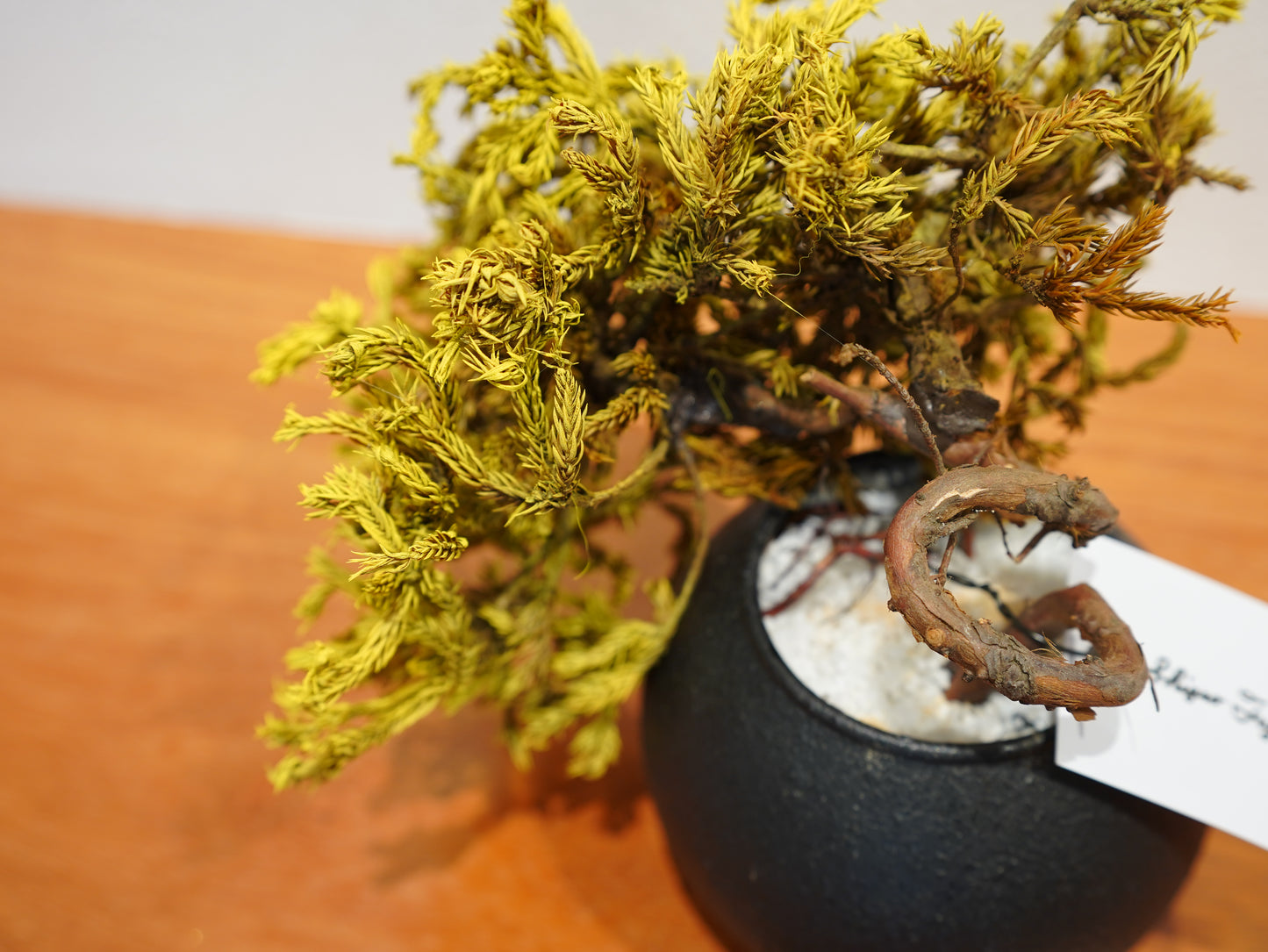 SOLD OUT Lab-0008 春疾風