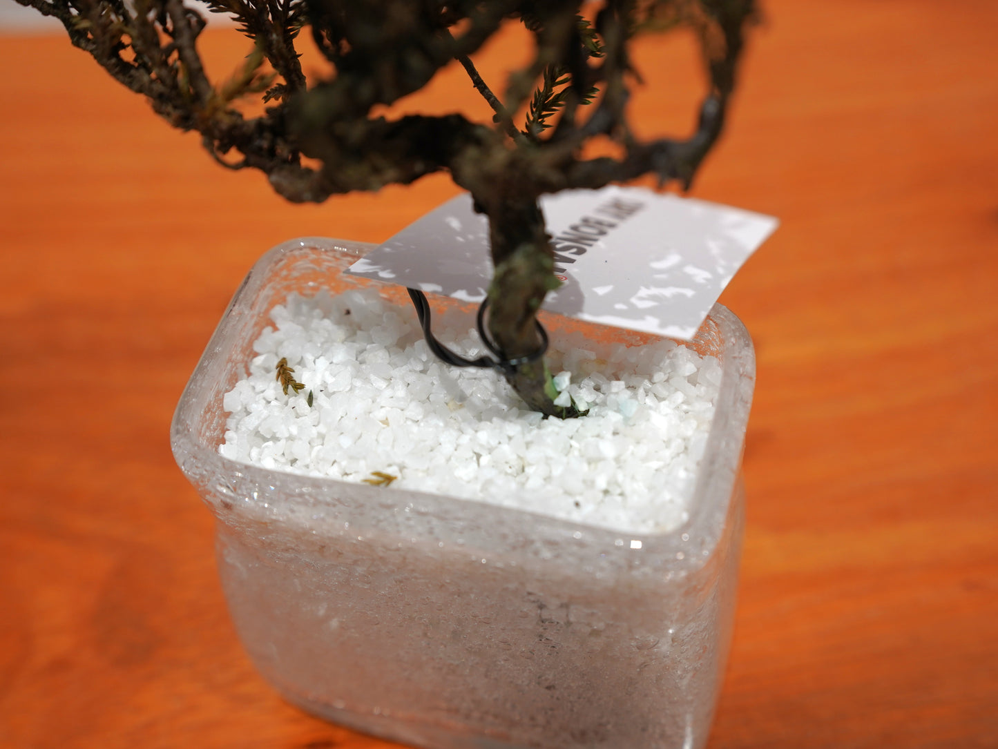 SOLD OUT Lab-0010 玉響