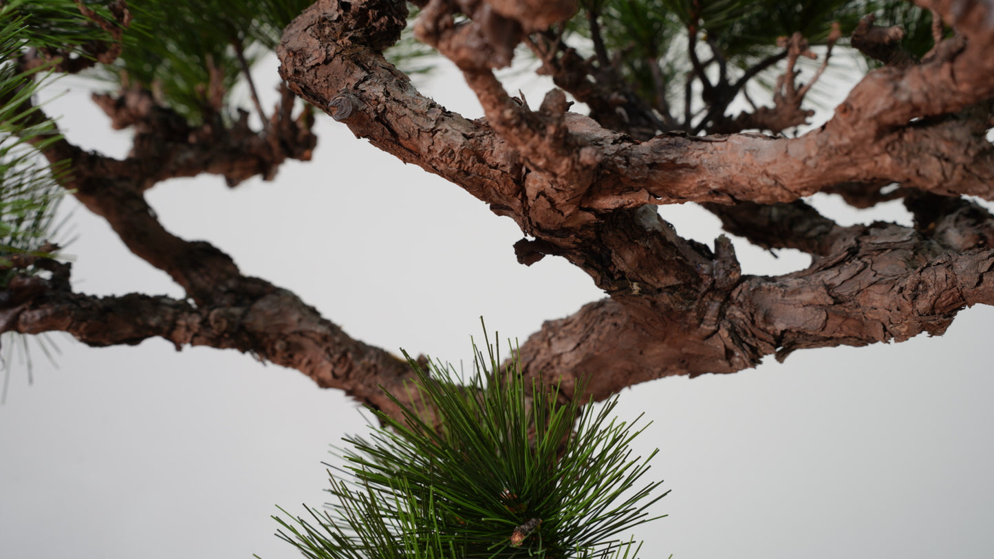 Lab-0038 Bonds La Bonsai sec