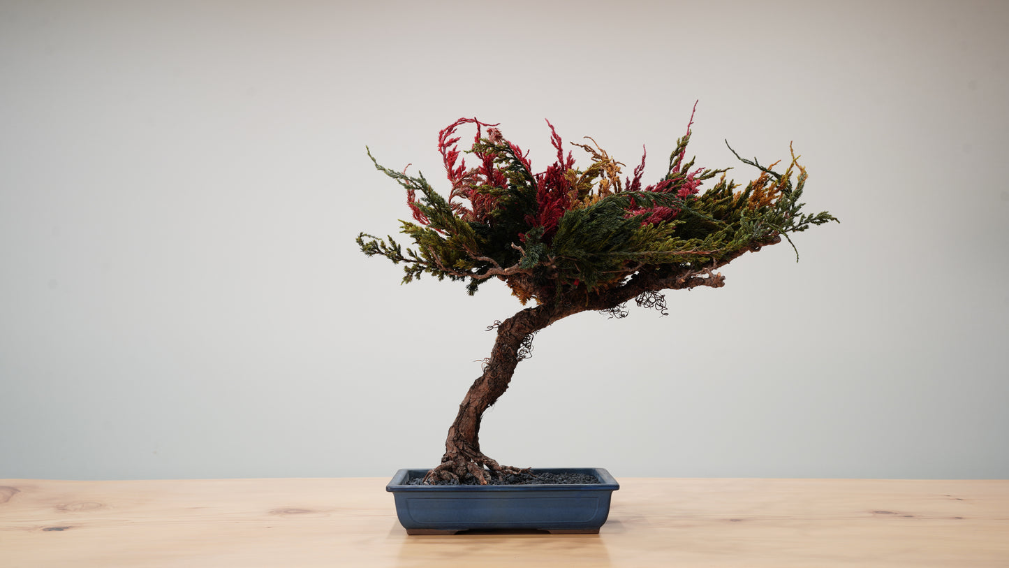 Lab-0035 ノスタルジア La Bonsai sec