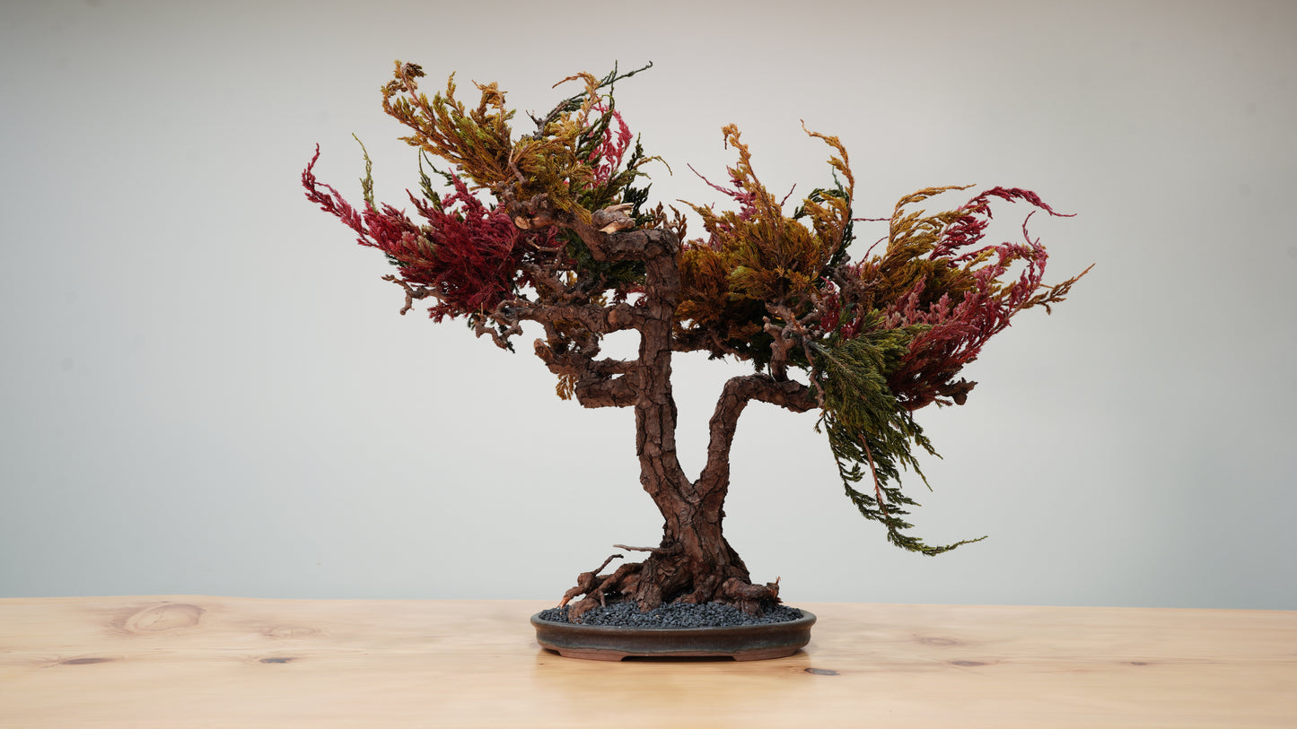 Lab-0036 Starry Night La Bonsai sec