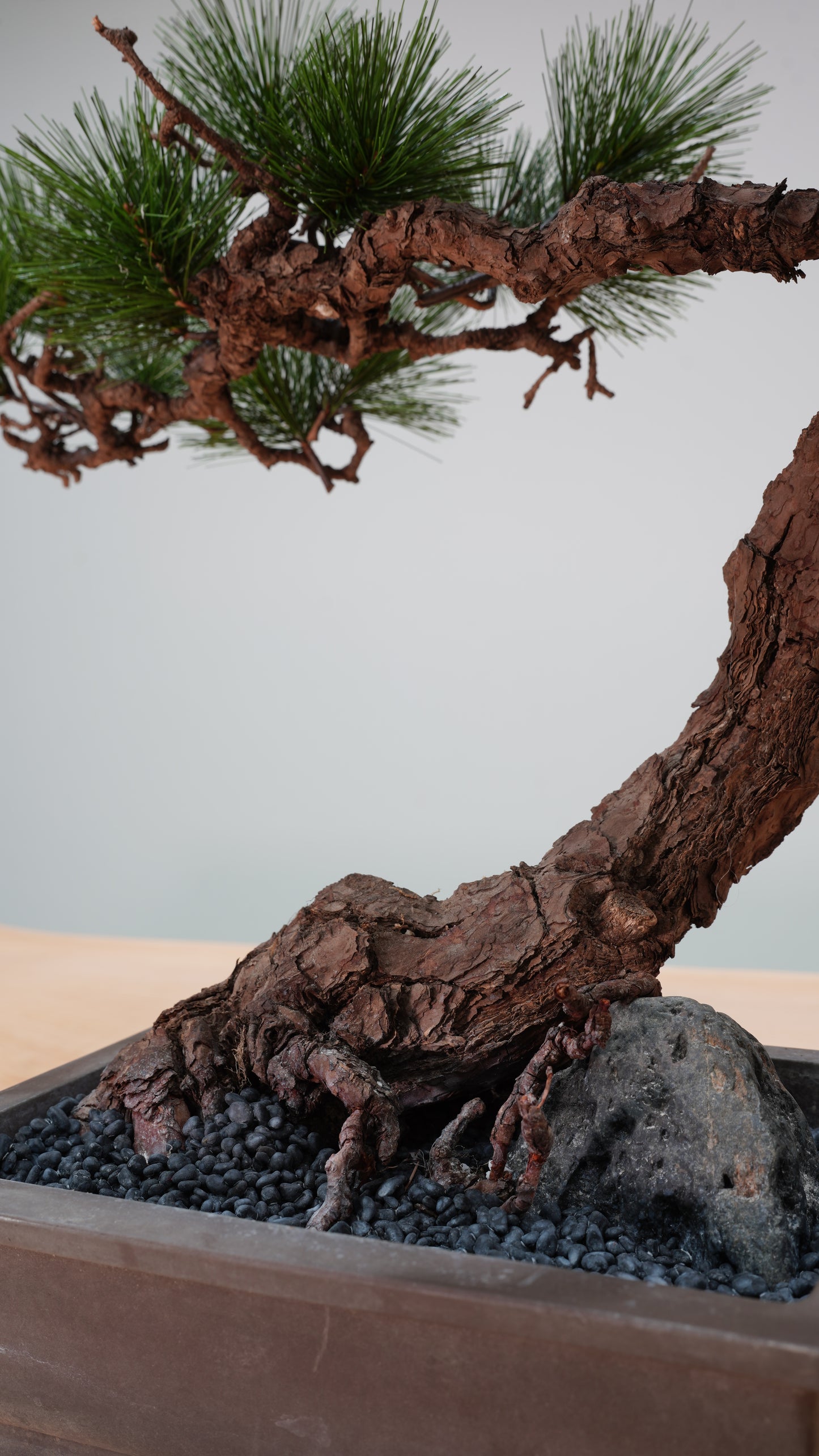 Lab-0039 雷神 La Bonsai sec