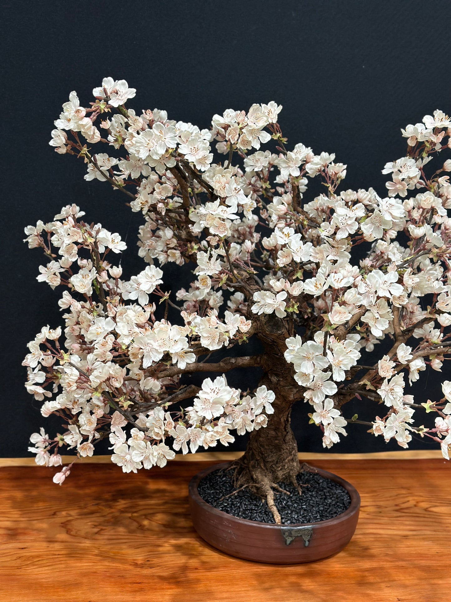 LaB-0119 桜シリーズ