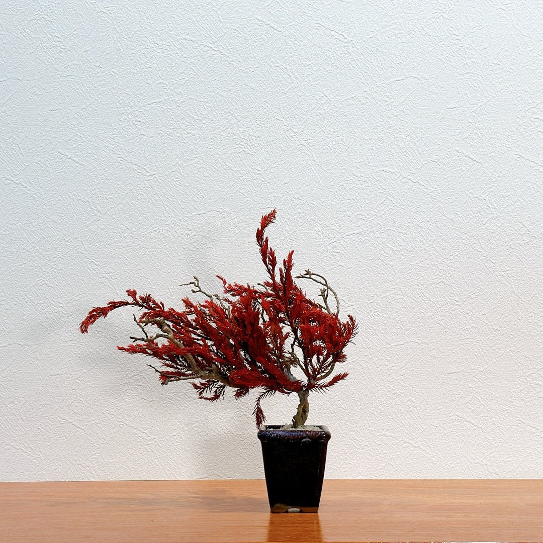 SOLD OUT Lab-0022 暁