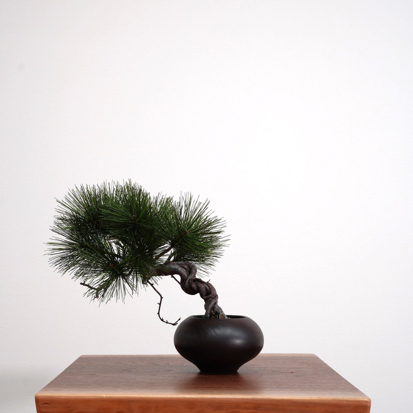 SOLD OUT Lab-0030 初志貫徹 La Bonsai sec