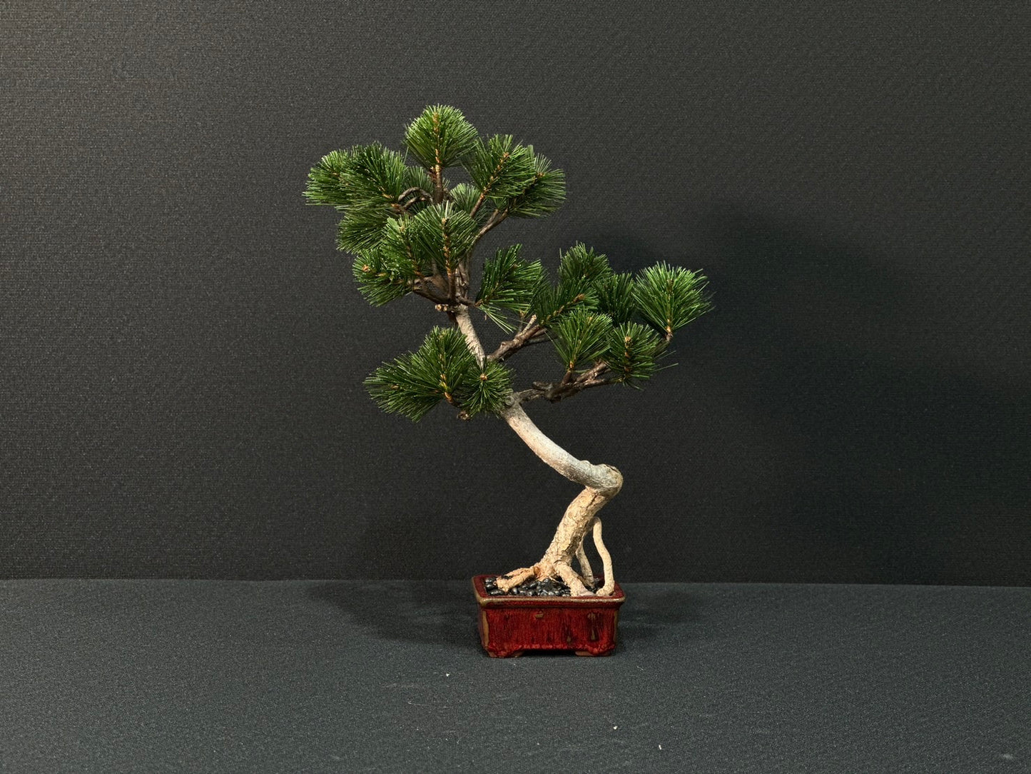 Lab-0149 松シリーズ