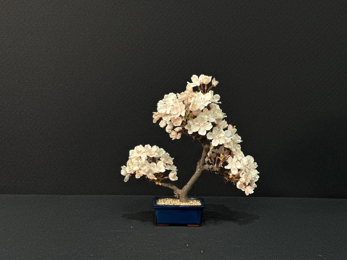 SOLD OUT Lab-0153 桜シリーズ