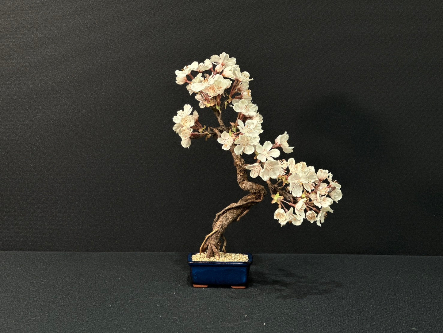 Lab-0154 桜シリーズ