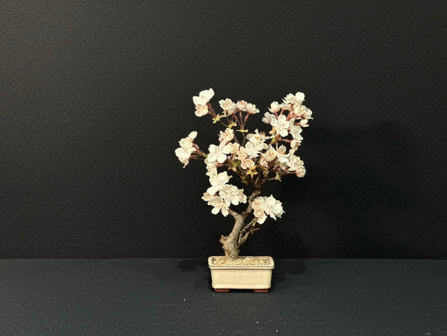 Lab-0155 桜シリーズ