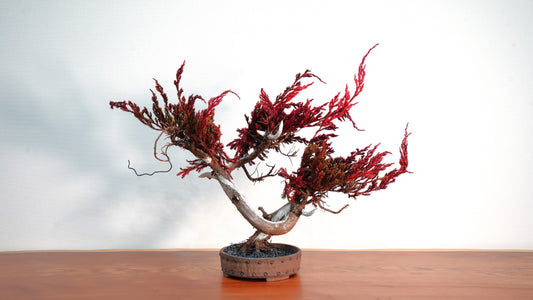 Lab-0040 Unchanging Love La Bonsai sec