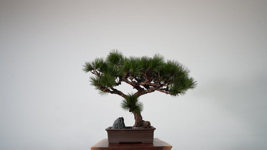 Lab-0038 Bonds　La Bonsai sec