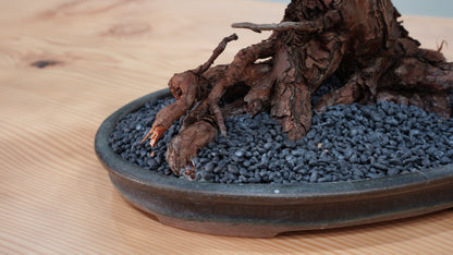 Lab-0036 Starry Night La Bonsai sec