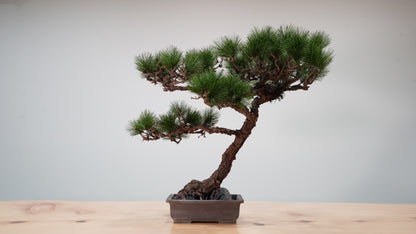 Lab-0039 Raijin La Bonsai sec