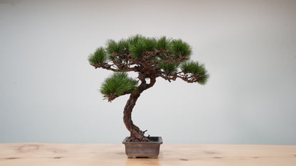 Lab-0039 Raijin La Bonsai sec