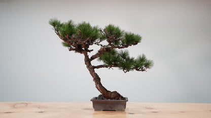 Lab-0039 Raijin La Bonsai sec