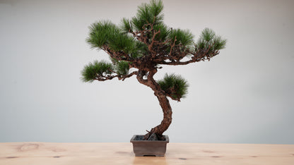 Lab-0039 Raijin La Bonsai sec