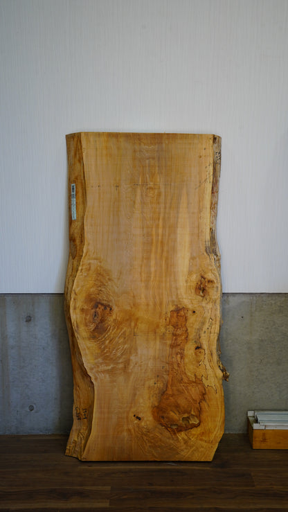 K-031 Japanese horse chestnut 1,600×750×80