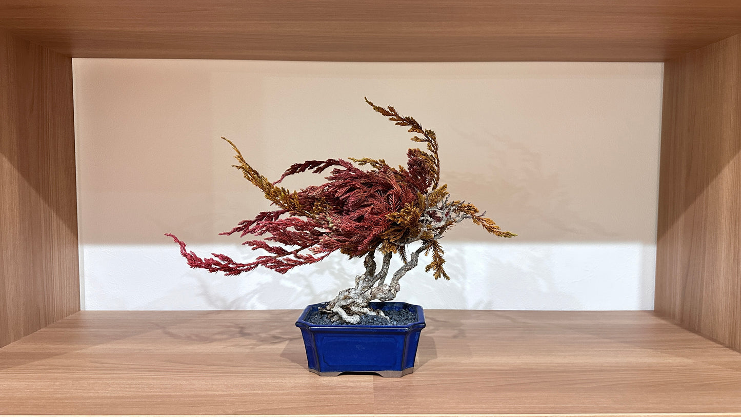 SOLD OUT Lab-0033 先見の明 La Bonsai sec