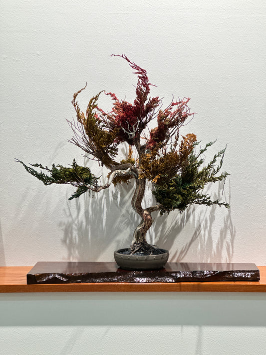 Lab-0037 Star Tree La Bonsai sec