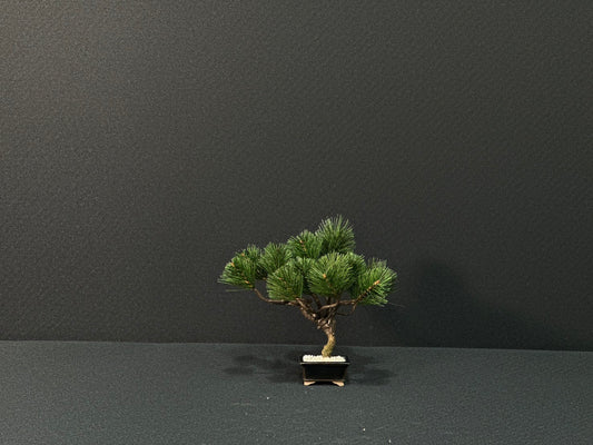 Lab-0145　松シリーズ